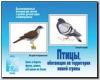 Птицы нашей страны / Демонстрационные материалы (Весна-Дизайн)